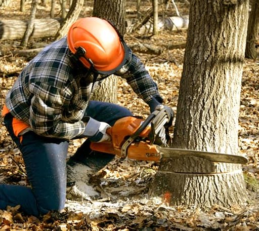 Tree Removal in Mason, TX